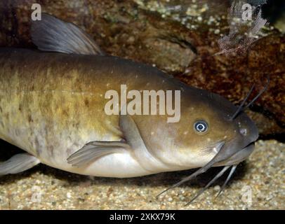 Pesce gatto Wels / pesce pastello Foto Stock