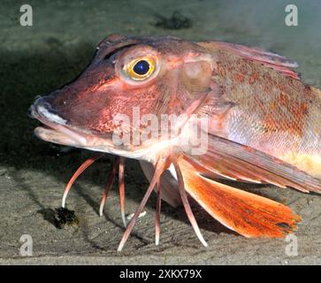 Atlantico orientale/Gurnard rossa Foto Stock