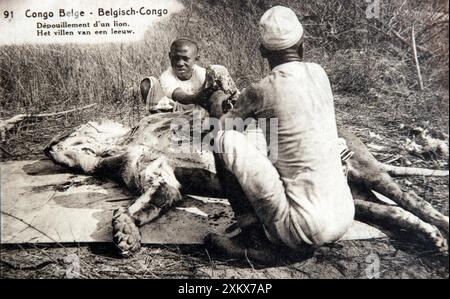 Localizzatori nativi che scuoiano un leone nel Congo belga,... Foto Stock