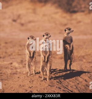 Suricate / Meerkat - x quattro Foto Stock