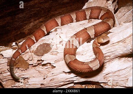 SERPENTE COPPERHEAD A BANDA LARGA Foto Stock