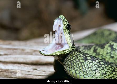 Black and Green Bush Viper - Threat Gape. Foto Stock