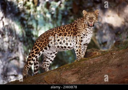 AMUR LEOPARD - in piedi, vista laterale Foto Stock