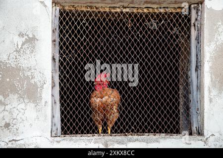 Un gallo si trova dietro la rete metallica in un vecchio telaio della finestra, che si affaccia con una vivace cresta rossa e piume Foto Stock