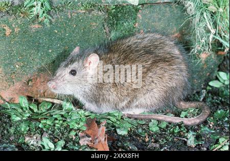 MARRONE / COMUNE / NORVEGIA RAT Foto Stock