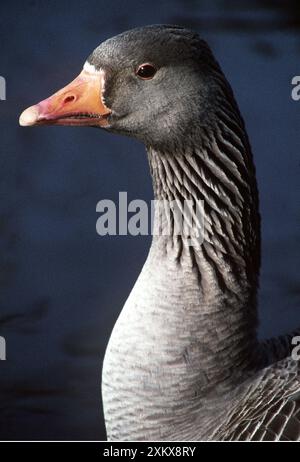 OCHE Greylag - primo piano della testa Foto Stock