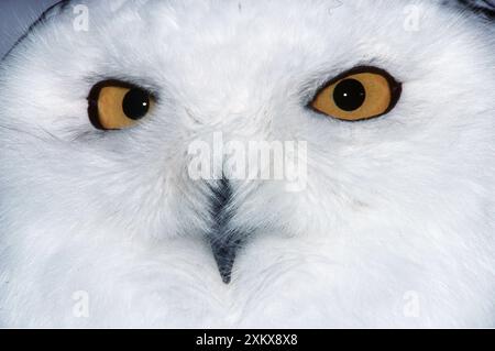 OWL INNEVATO - primo piano del viso Foto Stock