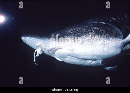 PESCE STORIONE - mostra le barbiere davanti alla bocca Foto Stock