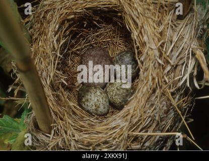 UOVO DI CUCULO - NEL NIDO DI WARBLER Foto Stock