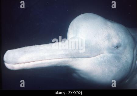 Amazzonia / Boto / DELFINO del fiume Rosa - primo piano Foto Stock