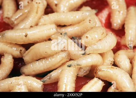 BLUEBOTTLE / Blowfly MAGGOTS nella carne in putrefazione Foto Stock