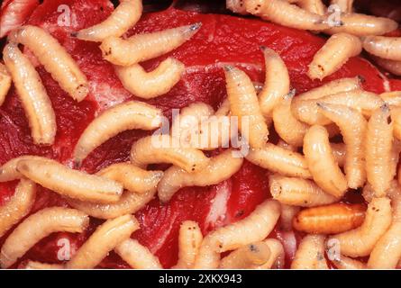 BLUEBOTTLE / Blowfly MAGGOTS - in carne in putrefazione Foto Stock