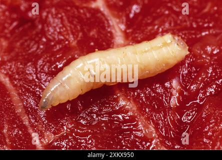 BLUEBOTTLE / Blowfly MAGGOT - in carne in putrefazione Foto Stock