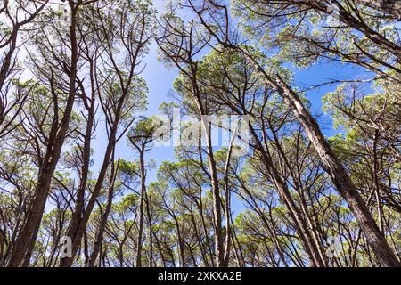 Vista di alti pini di pietra contro un cielo blu. Foto Stock