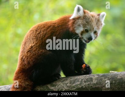 Carino Red Panda al Birmingham Wildlife Conservation Park Foto Stock