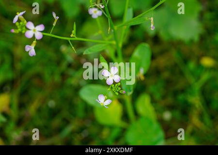 Cress di Thale o fiori di arabidopsis thaliana primo piano Foto Stock