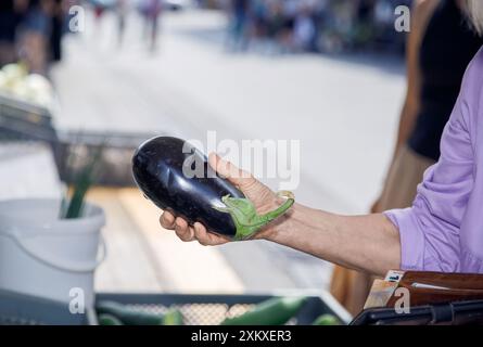 La mano di una donna tiene una melanzana fresca in un mercato agricolo, esaminandone la qualità e il concetto di prodotto stagionale. Foto Stock