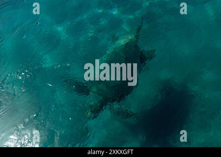 La tartaruga Caretta-Caretta che nuota nell'isola di Zante, Grecia. Foto Stock