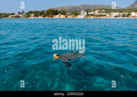 La tartaruga Caretta-Caretta che nuota nell'isola di Zante, Grecia. Foto Stock