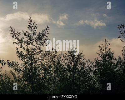 Il baldacchino di giovani alberi di ontano contro il cielo del mattino presto, sopra la riserva naturale di Iguaque nelle montagne andine orientali della Colombia centrale. Foto Stock
