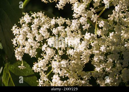 Macrofotografia di un gruppo di fiori bianchi di sambuco, catturati in un giardino nelle montagne andine orientali della Colombia centrale. Foto Stock