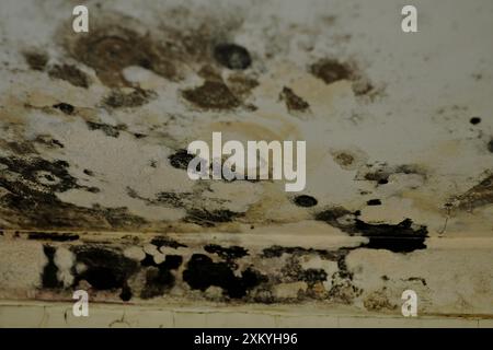 Macchie di muffa nera che crescono su un pannello del soffitto in cartongesso e sul cornicione in gesso causate da danni causati dall'ingresso di acqua al soffitto. Foto Stock