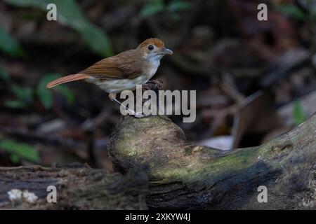 Babbler ferruginoso (Pellorneum bicolor) Foto Stock