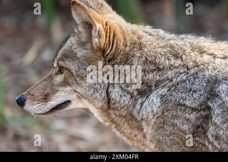 Coyote (Canis latrans thamnos) allo Zoo e giardini di Jacksonville, Florida. (USA) Foto Stock