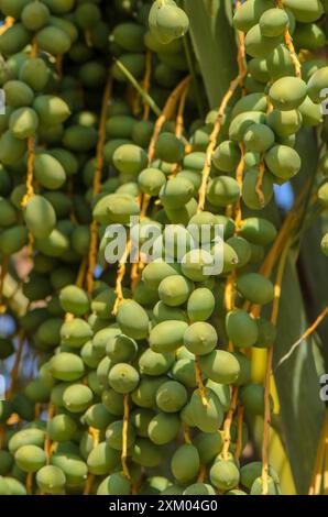 Gruppi di date non maturi appesi a una palma Foto Stock