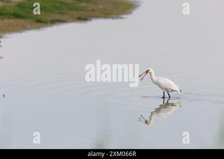 Spatola eurasiatica Platalea leucorodia, juvenile wading, Minsmere RSPB Reserve, Suffolk, Inghilterra, luglio Foto Stock