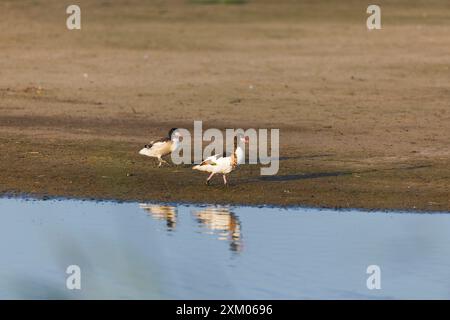 Rifugio comune Tadorna tadorna, femmina adulta e giovanile che camminano sull'isola, riserva RSPB di Minsmere, Suffolk, Inghilterra, luglio Foto Stock