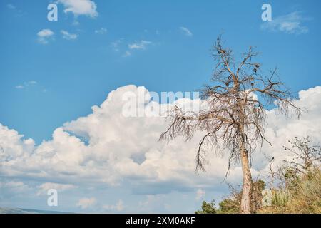 Concetto di siccità sul pericolo di incendi nelle foreste di montagna, pino secco morto sul versante della montagna sullo sfondo del cielo blu e cumulus c Foto Stock