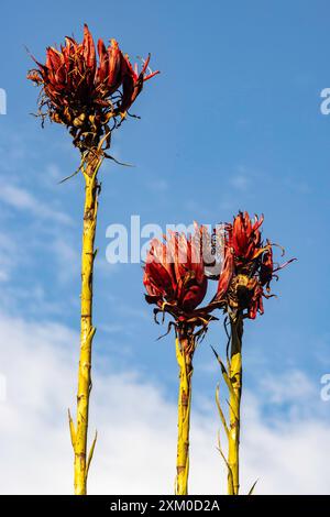 Gigli australiani di Gymea in fiore Foto Stock