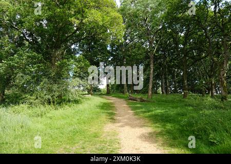 Foresta di Dorset - John Gollop Foto Stock