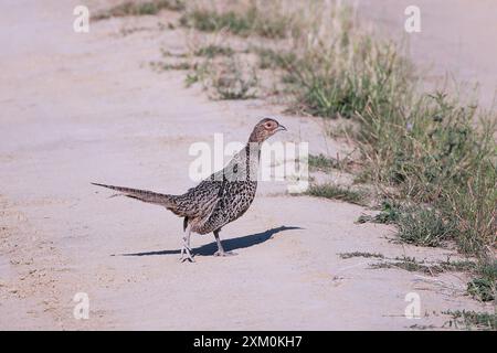 Fagiano comune femminile su strada rurale (Phasianus colchicus) Foto Stock