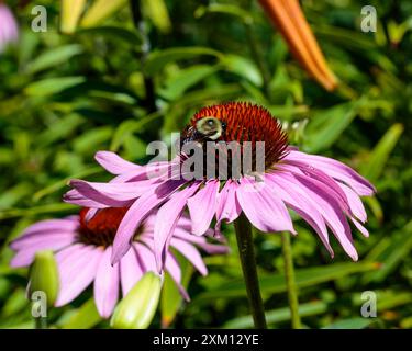 ape grande che lavora duro su un fiore di coneflower Foto Stock
