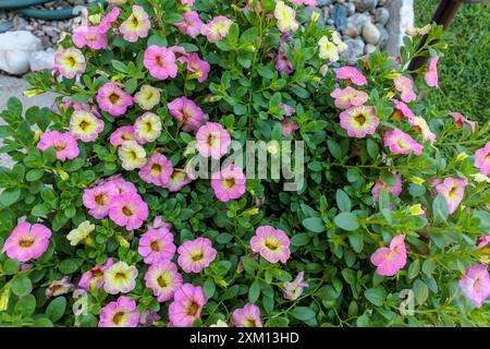 Vista laterale delle fioriture gialle e rosa Million Bells in una piantatrice Foto Stock