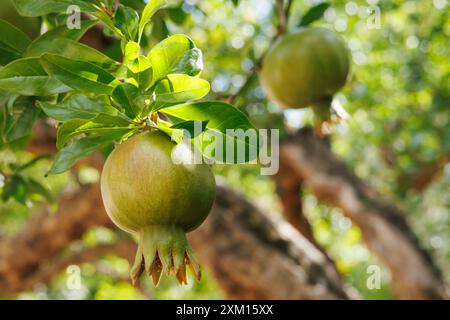 Melagrana, Punica granatum, con melagrana maturata sui rami. Alcoy, Spagna Foto Stock