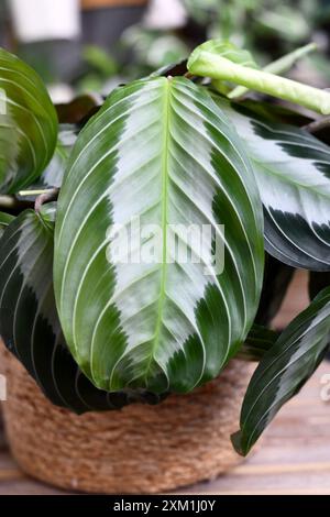 Primo piano di foglie di esotica pianta d'abitazione "Maranta Leuconeura Silver Band" Foto Stock