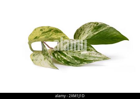 Taglio di piante di Epipremnum Aureum Marble Queen con foglie verdi con spruzzi bianchi su sfondo bianco Foto Stock