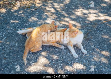 Tabby e il gatto bianco che allatta i suoi gattini. Foto Stock