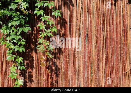 Un tappeto di vimini sulla recinzione come sfondo, parzialmente oscurato da una vite verde. Foto Stock