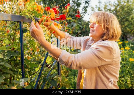 Una donna di mezza età sta tagliando rose in giardino. Un giardiniere maturo in abiti casual si prende cura dei fiori. Una pensionessa sorridente gode del suo hobb Foto Stock