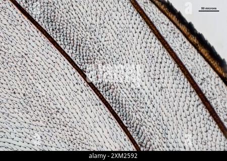 Micrografo di un'ala di una casa comune vola a 10 volte l'ingrandimento Foto Stock