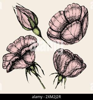 Collezione di fiori d'annata, foglie e bacche di rosa selvatica. Rose hip disegnato a mano, schizzi, stile pointillism. Illustrazione Vettoriale