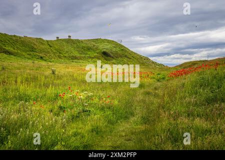 Papaveri che crescono nei recenti scavi a Burghead Pictish Fort, Moray, Scozia Foto Stock