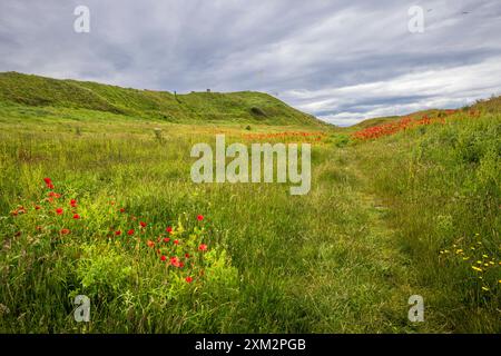 Papaveri che crescono nei recenti scavi a Burghead Pictish Fort, Moray, Scozia Foto Stock