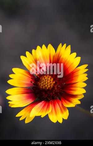 Fiore rosso e giallo di Gaillardia aristata su sfondo scuro Foto Stock