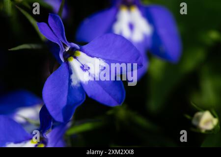 Fiori di pansia blu nel giardino. Profondità di campo ridotta Foto Stock