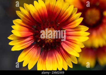 Primo piano fiore di Gaillardia rosso e giallo Foto Stock